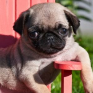 Meet your Posher, Lillia